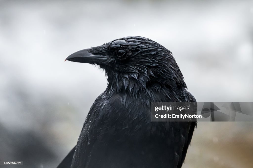 Wet Raven
