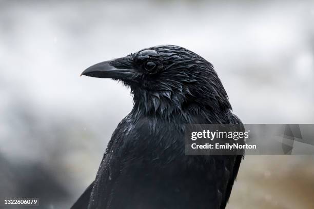 natte raaf - crow stockfoto's en -beelden