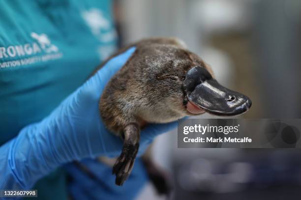 Platypus receives a health check at Taronga Zoo on June 09, 2021 in Sydney, Australia. RSPCA NSW has donated $600,000 to fund a new Platypus Rescue...