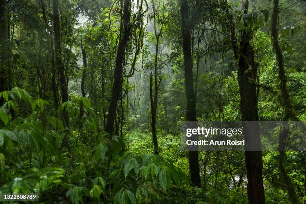 mossy green rainforest trees, doi inthanon national park,  chiang mai, thailand - rainforest stock pictures, royalty-free photos & images
