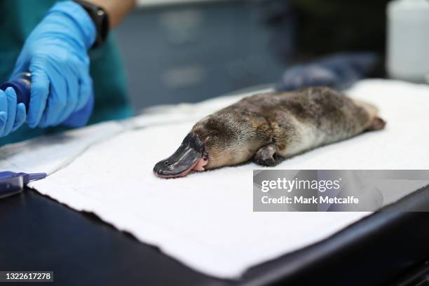 Platypus receives a health check at Taronga Zoo on June 09, 2021 in Sydney, Australia. RSPCA NSW has donated $600,000 to fund a new Platypus Rescue...