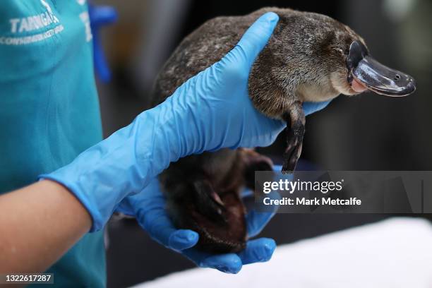 Platypus receives a health check at Taronga Zoo on June 09, 2021 in Sydney, Australia. RSPCA NSW has donated $600,000 to fund a new Platypus Rescue...