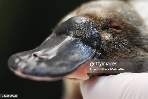 Platypus receives a health check at Taronga Zoo on June 09, 2021 in Sydney, Australia. RSPCA NSW has donated $600,000 to fund a new Platypus Rescue...