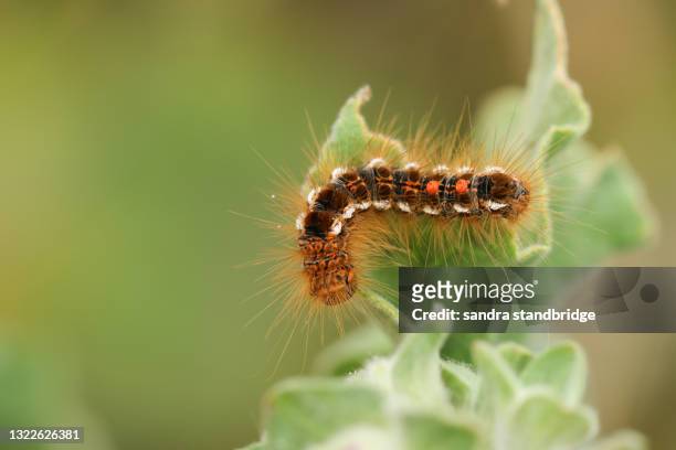 a brown-tail moth caterpillar, euproctis chrysorrhoea, feeding on a leaf. - moth - fotografias e filmes do acervo