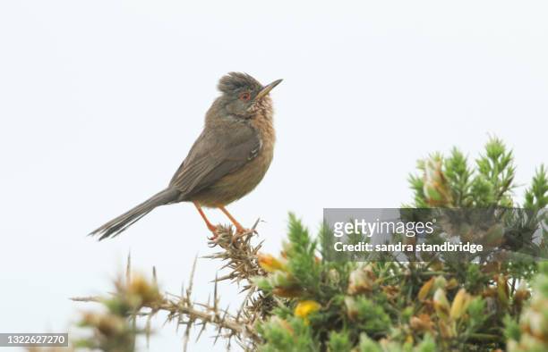 a beautiful dartford warbler (sylvia undata) perching on a gorse bush. - warbler stock pictures, royalty-free photos & images