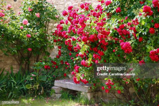 garden bench and roses - french garden stock-fotos und bilder
