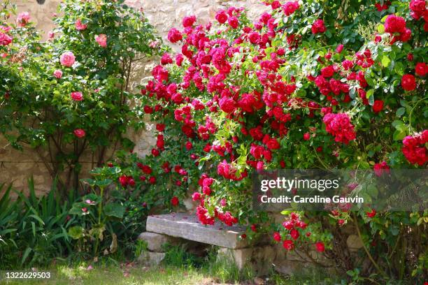 garden bench and roses - french garden stock pictures, royalty-free photos & images