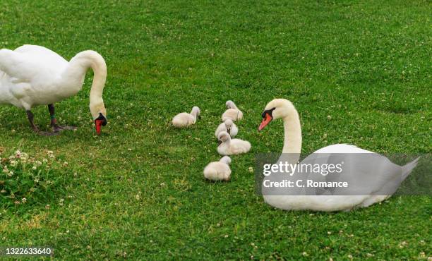 pair of swans with their chicks - swan photos et images de collection