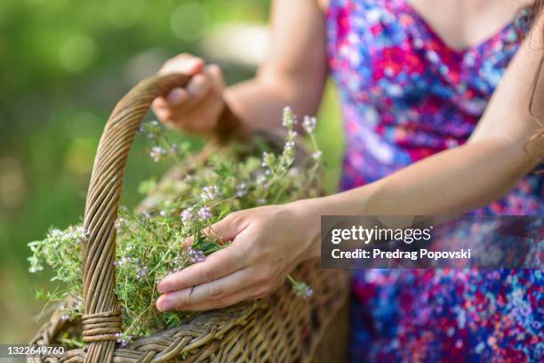 tea harvesting time - macedonia country stock pictures, royalty-free photos & images