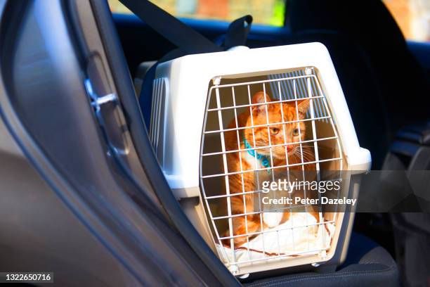 cat/kitten off to the vets in car - pet carrier stock pictures, royalty-free photos & images