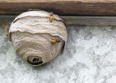 Inhabited wasps nest