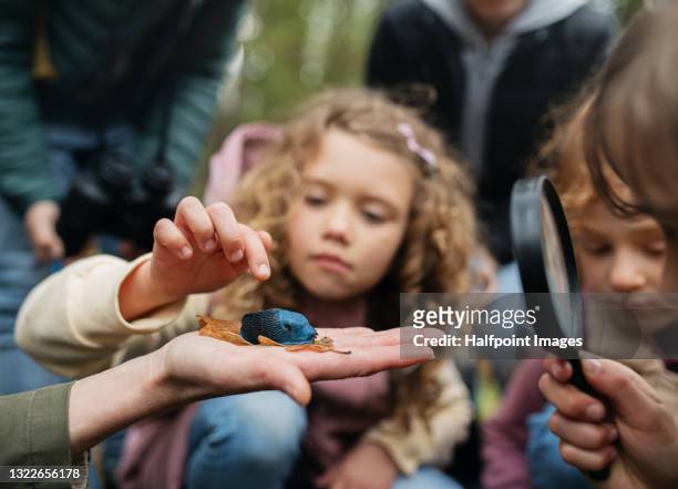 group of school children with teachers in nature, learning and exploring outdoors. - school teacher blue stock-fotos und bilder