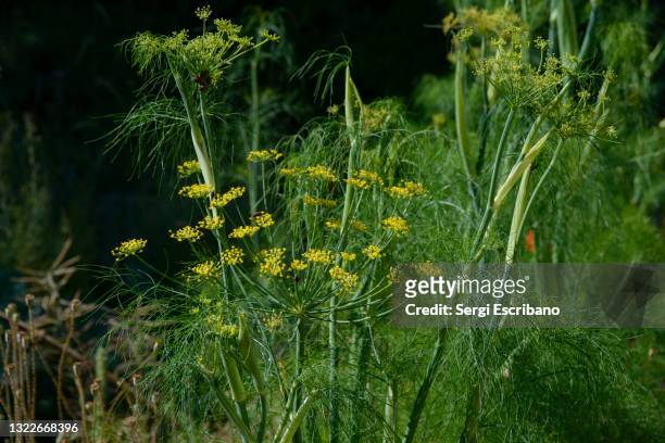 sweet fennel (foeniculum vulgare var. sweet) - dill bildbanksfoton och bilder