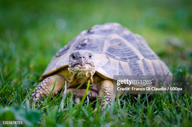 close-up of tortoise shell on field - tortoise stock-fotos und bilder