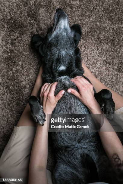 394 Canine Massage Photos and Premium High Res Pictures - Getty Images