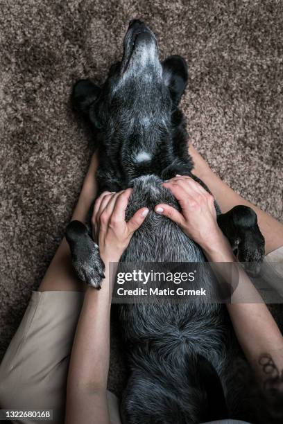 394 Canine Massage Photos and Premium High Res Pictures - Getty Images 394 Canine Massage Photos and Premium High Res Pictures - Getty Images