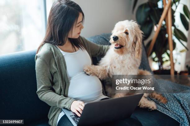 pregnant woman using laptop on sofa with her dog - pet insurance stock pictures, royalty-free photos & images