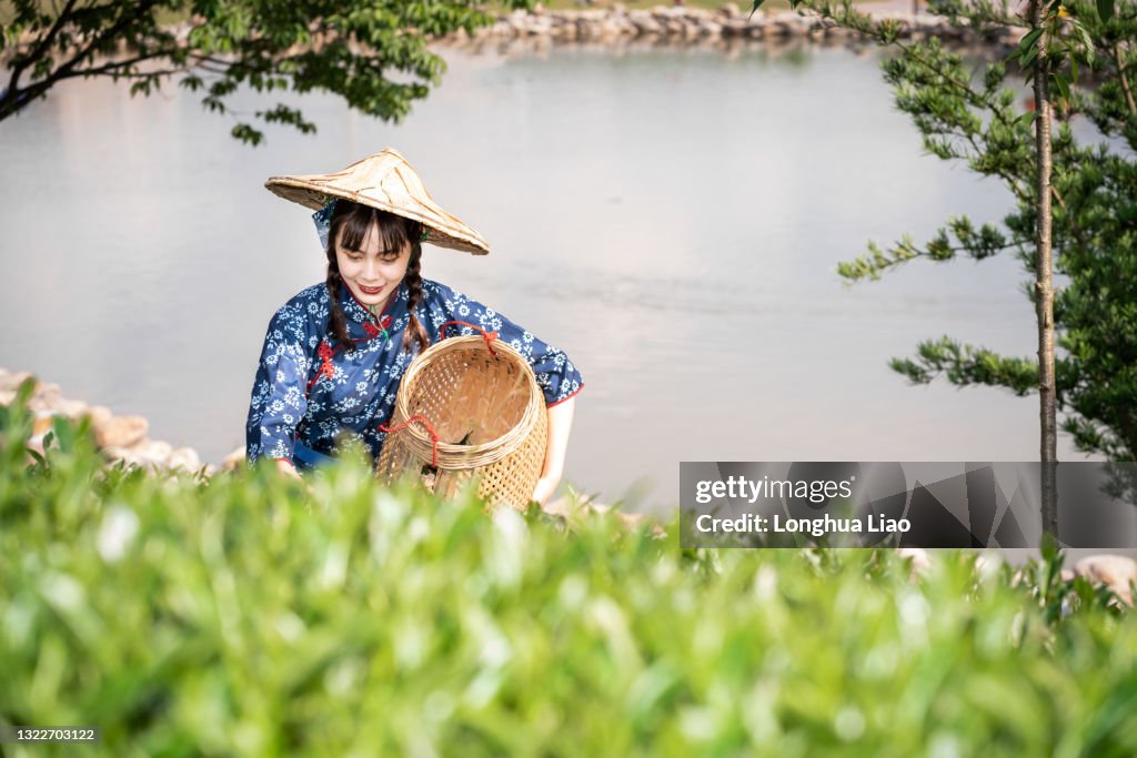 A young Asian woman picks tea in a tea plantation