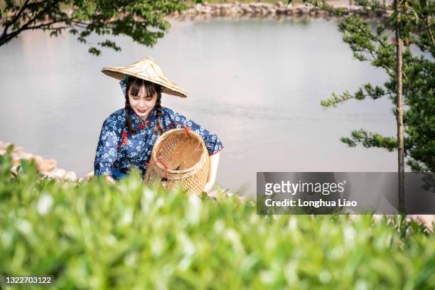 a young asian woman picks tea in a tea plantation - china east asia stock-fotos und bilder