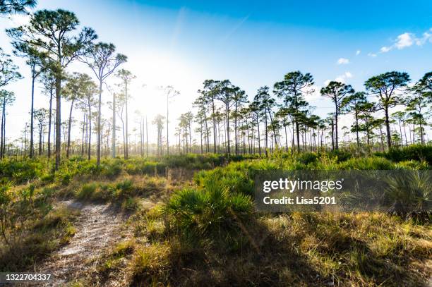 scenic south florida natural rural landscape hiking path - marsh land stock pictures, royalty-free photos & images