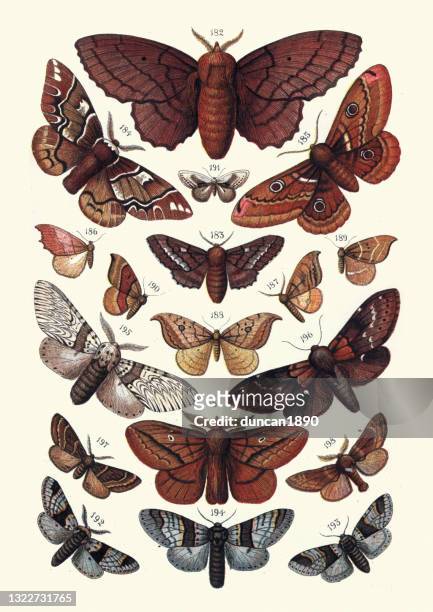 moths, insects, lappet, kentish glory, emperor, hook tip, kitten, plumed prominent - moth stock illustrations