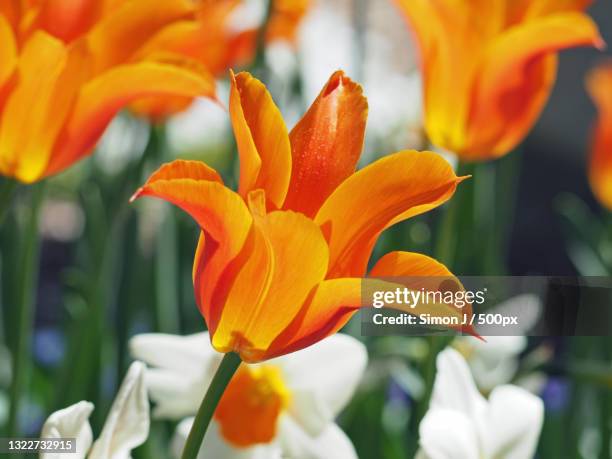 close-up of orange lily,boston,massachusetts,united states,usa - simon hardenne stock pictures, royalty-free photos & images