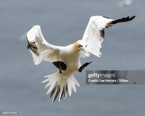 close-up of seagulls flying against sky - gannet 個照片及圖片檔