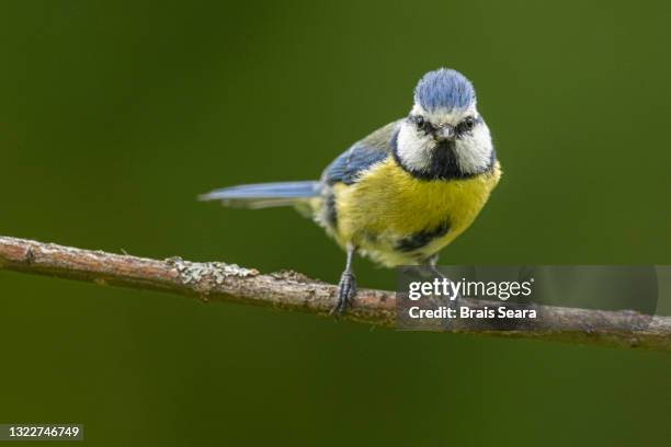 eurasian blue tit portrait. - tits stock pictures, royalty-free photos & images