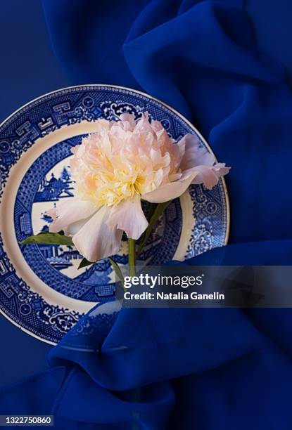 white peony - blue and white porcelain style stock pictures, royalty-free photos & images