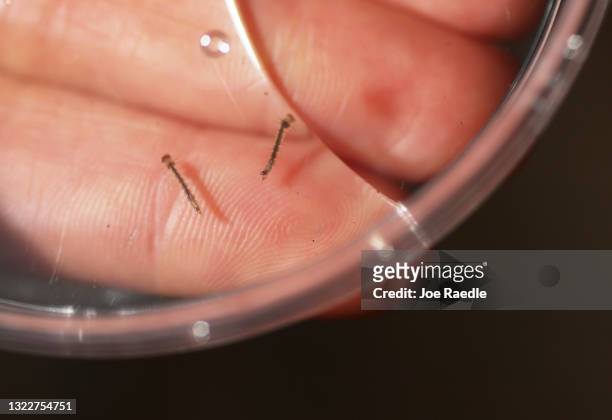 The larvae of Aedes aegypti mosquitoes in a container at the Florida Keys Mosquito Control District headquarters on June 09, 2021 in Marathon,...