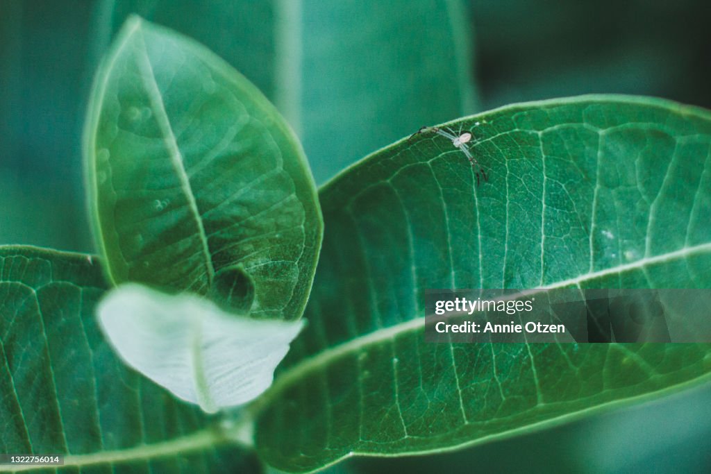 Spider crawling on leaf