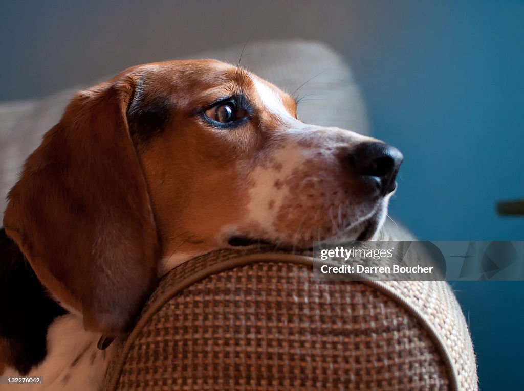 Hound rests his head