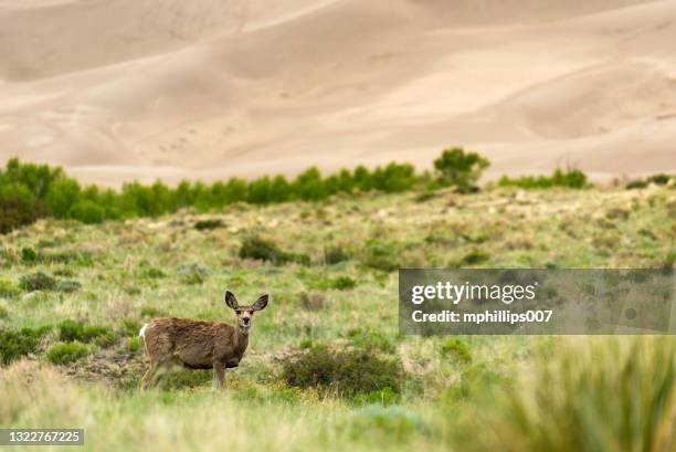 mule deer great sand dunes nationalpark - colorado - great sand dunes national park stock-fotos und bilder