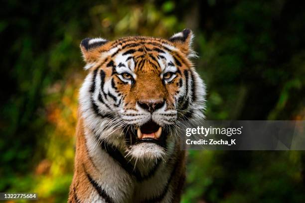 tiger portrait - panthera tigris tigris stock pictures, royalty-free photos & images