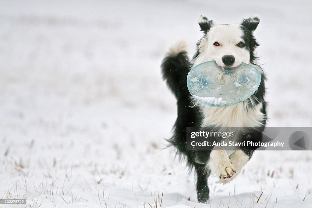 Border Collie dog holding Frisbee