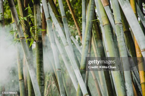 bamboo forest - evergreen forest stock pictures, royalty-free photos & images