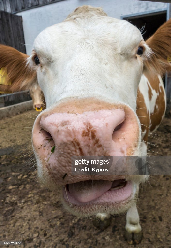 German Dairy Cattle High-Res Stock Photo - Getty Images