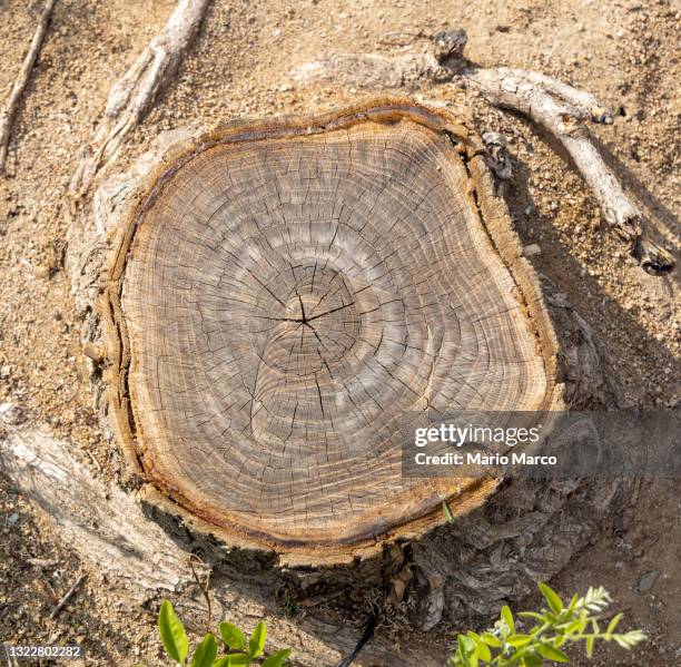 tree cut down - ceppo foto e immagini stock