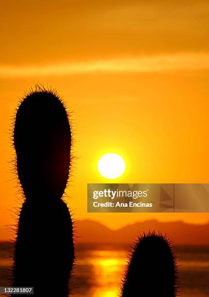 cacti and sunset - guaymas photos et images de collection