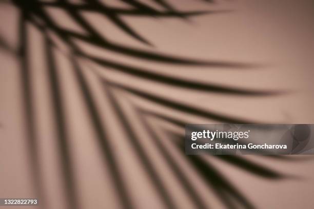 bright abstract background from the shadow of a fern - palmen schatten stock-fotos und bilder