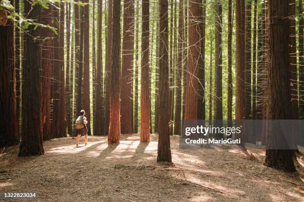 mens die in een bos wandelt - redwood stockfoto's en -beelden