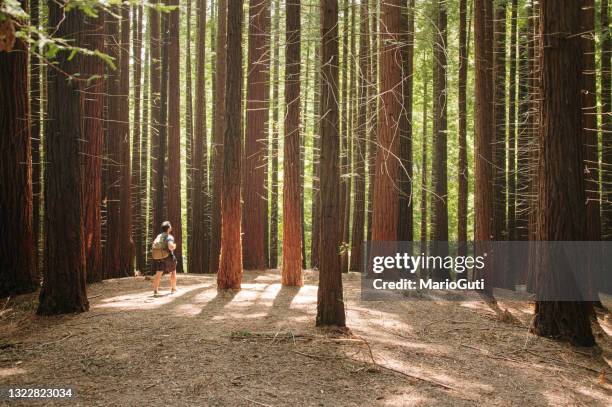 homem caminhando em uma floresta - floresta de sequoias - fotografias e filmes do acervo
