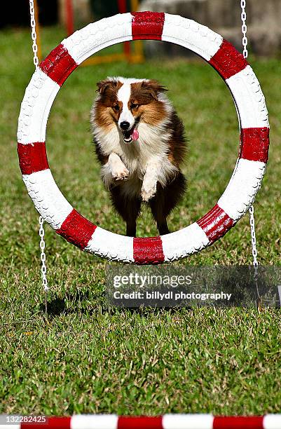 dog jumping through an agility course. - negros occidental stock pictures, royalty-free photos & images