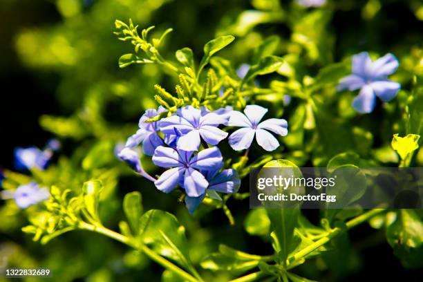 blue phlox close-up with green leaf background - phlox stock-fotos und bilder