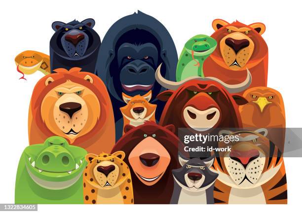 dangerous wild animals looking at front - animals in the wild stock illustrations