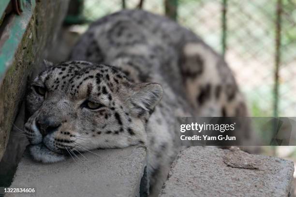 Koluchka, a seven-year-old snow leopard, rest during a hot day at NABU Rehabilitation Center on May 05, 2021 in Issyk Kul, Kyrgyzstan. Snow leopards...