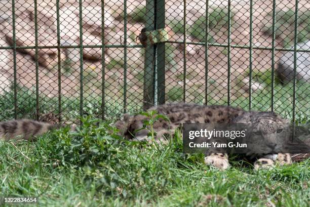 Alsou, a twentry-year-old snow leopard, rests at NABU Rehabilitation Center on May 05, 2021 in Issyk Kul, Kyrgyzstan. Snow leopards are among the...