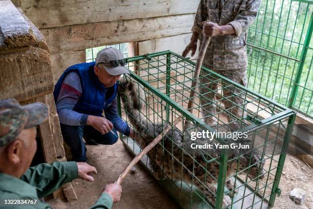 Ranger at NABU Rehabilitation Center constrain Alsou, a twenty-year-old, snow leopard as she receives her vaccination on June 05, 2021 in Issyk Kul,...