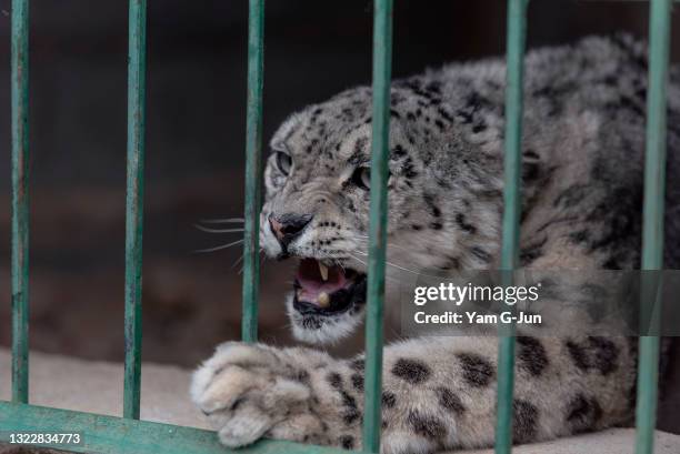 Ak-Moor, a seven-year-old snow leopard, growls at NABU Rehabilitation Center on June 05, 2021 in Issyk Kul, Kyrgyzstan. Snow leopards are among the...