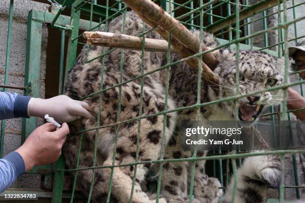 Ak-Moor, a seven-year-old snow leopard, receive her vaccination at NABU Rehabilitation Center on June 05, 2021 in Issyk Kul, Kyrgyzstan. Snow...